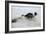 Jack Russell Terrier Pulling on Border Collies Tail-null-Framed Photographic Print