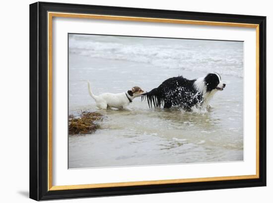 Jack Russell Terrier Pulling on Border Collies Tail-null-Framed Photographic Print