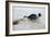 Jack Russell Terrier Pulling on Border Collies Tail-null-Framed Photographic Print