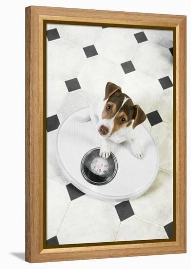 Jack Russell Terrier Puppy on Bathroom Scales-null-Framed Premier Image Canvas