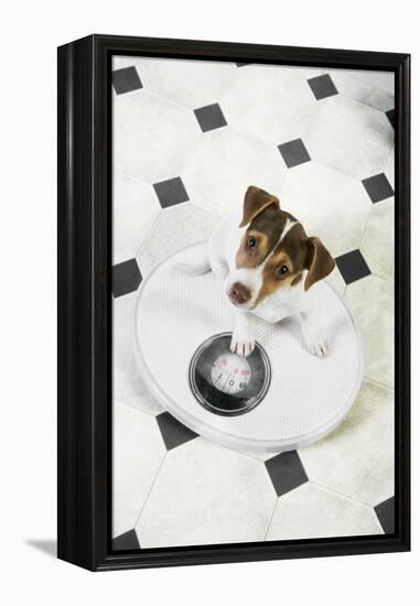 Jack Russell Terrier Puppy on Bathroom Scales-null-Framed Premier Image Canvas