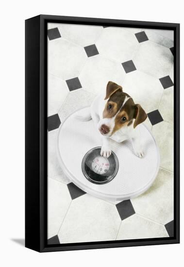 Jack Russell Terrier Puppy on Bathroom Scales-null-Framed Premier Image Canvas