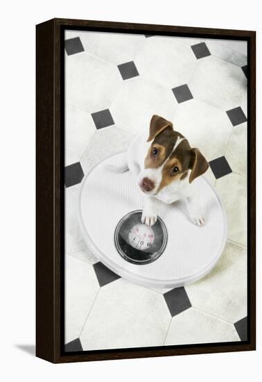 Jack Russell Terrier Puppy on Bathroom Scales-null-Framed Premier Image Canvas