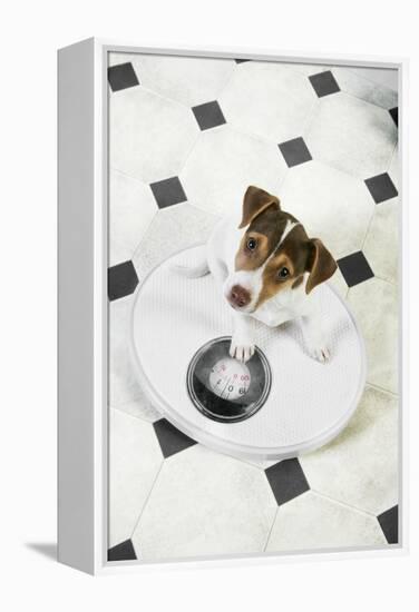 Jack Russell Terrier Puppy on Bathroom Scales-null-Framed Premier Image Canvas