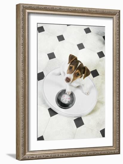 Jack Russell Terrier Puppy on Bathroom Scales-null-Framed Photographic Print