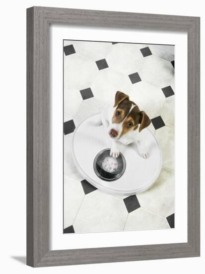 Jack Russell Terrier Puppy on Bathroom Scales-null-Framed Photographic Print