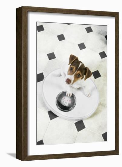 Jack Russell Terrier Puppy on Bathroom Scales-null-Framed Photographic Print