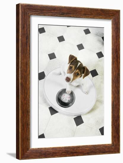 Jack Russell Terrier Puppy on Bathroom Scales-null-Framed Photographic Print