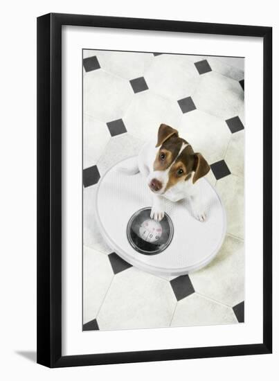 Jack Russell Terrier Puppy on Bathroom Scales-null-Framed Photographic Print