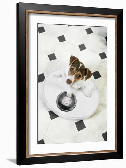 Jack Russell Terrier Puppy on Bathroom Scales-null-Framed Photographic Print