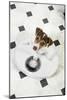 Jack Russell Terrier Puppy on Bathroom Scales-null-Mounted Photographic Print
