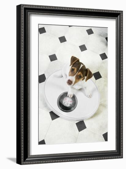 Jack Russell Terrier Puppy on Bathroom Scales-null-Framed Photographic Print