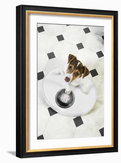 Jack Russell Terrier Puppy on Bathroom Scales-null-Framed Photographic Print