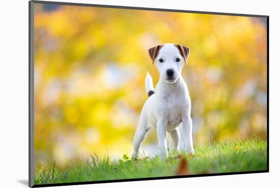 Jack Russell terrier puppy standing on grass in autumn-Lynn M. Stone-Mounted Photographic Print