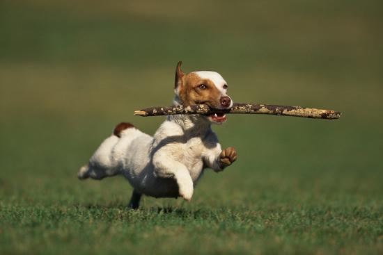 Jack Russell Terrier Running With Stick Photographic Print By