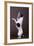 Jack Russell Terrier with Paws in Air-DLILLC-Framed Photographic Print