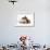 Jack Russell Terrier X Chihuahua Puppy, Nipper, with a Guinea Pig-Mark Taylor-Framed Photographic Print displayed on a wall