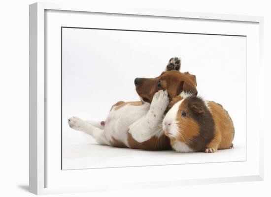 Jack Russell Terrier X Chihuahua Puppy, Nipper, with a Guinea Pig-Mark Taylor-Framed Photographic Print