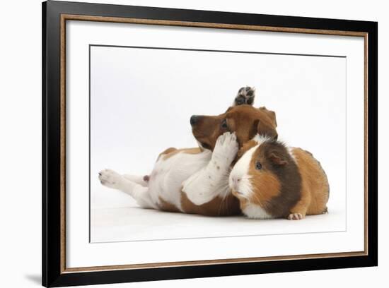 Jack Russell Terrier X Chihuahua Puppy, Nipper, with a Guinea Pig-Mark Taylor-Framed Photographic Print