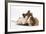 Jack Russell Terrier X Chihuahua Puppy, Nipper, with a Guinea Pig-Mark Taylor-Framed Photographic Print