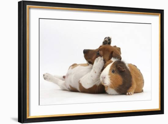 Jack Russell Terrier X Chihuahua Puppy, Nipper, with a Guinea Pig-Mark Taylor-Framed Photographic Print