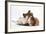 Jack Russell Terrier X Chihuahua Puppy, Nipper, with a Guinea Pig-Mark Taylor-Framed Photographic Print