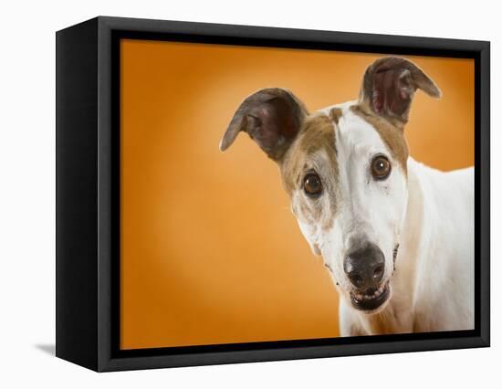 Jack Russell Terrier-Gaetano-Framed Premier Image Canvas