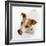 Jack Russell Terrier-Russell Glenister-Framed Photographic Print