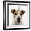 Jack Russell Terrier-Russell Glenister-Framed Photographic Print