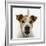 Jack Russell Terrier-Russell Glenister-Framed Photographic Print