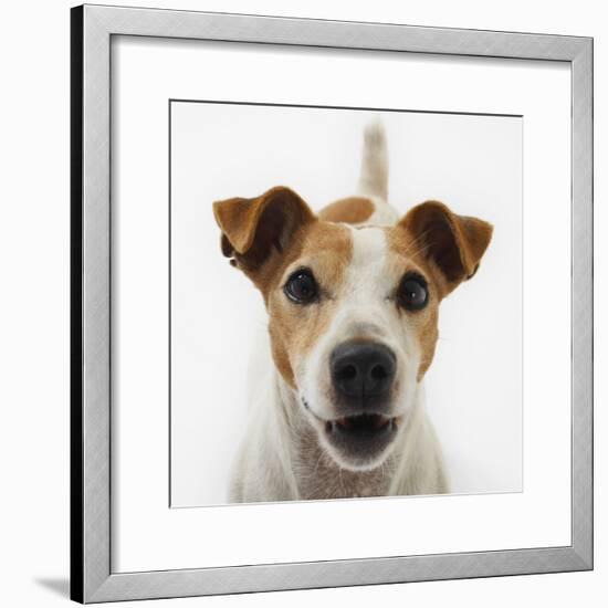 Jack Russell Terrier-Russell Glenister-Framed Photographic Print