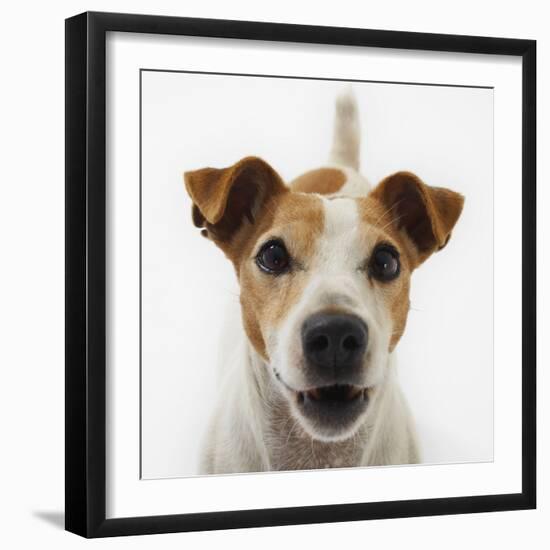 Jack Russell Terrier-Russell Glenister-Framed Photographic Print