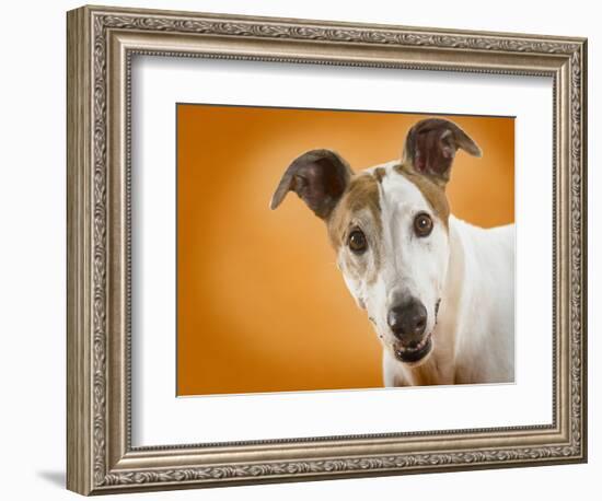 Jack Russell Terrier-Gaetano-Framed Photographic Print