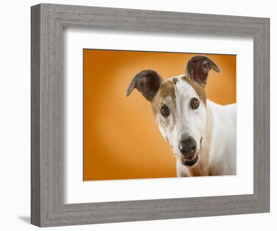 Jack Russell Terrier-Gaetano-Framed Photographic Print