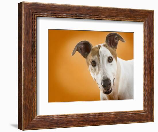 Jack Russell Terrier-Gaetano-Framed Photographic Print