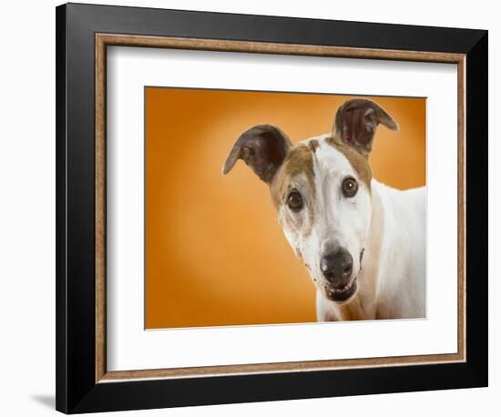 Jack Russell Terrier-Gaetano-Framed Photographic Print