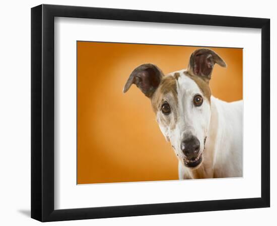 Jack Russell Terrier-Gaetano-Framed Photographic Print