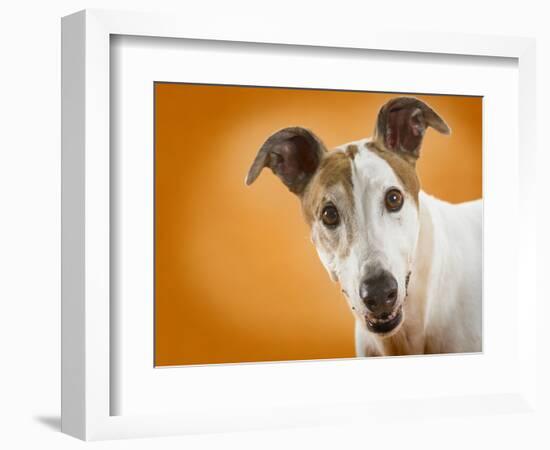 Jack Russell Terrier-Gaetano-Framed Photographic Print