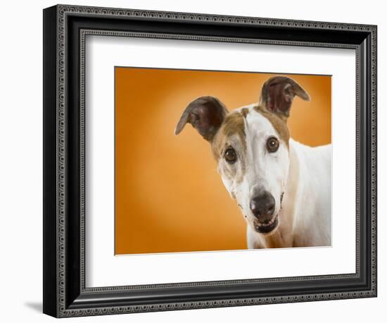 Jack Russell Terrier-Gaetano-Framed Photographic Print