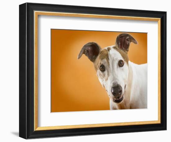 Jack Russell Terrier-Gaetano-Framed Photographic Print