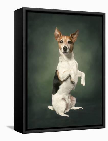 Jack Russell-Blueiris-Framed Premier Image Canvas