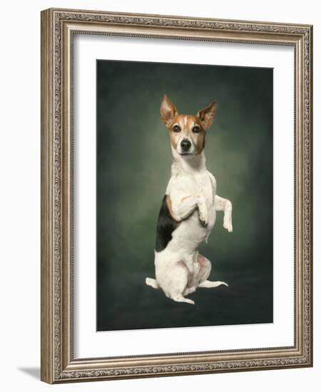 Jack Russell-Blueiris-Framed Photographic Print