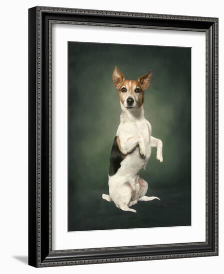 Jack Russell-Blueiris-Framed Photographic Print