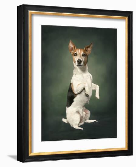 Jack Russell-Blueiris-Framed Photographic Print