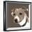 Jack Russell-Emily Burrowes-Framed Art Print