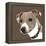 Jack Russell-Emily Burrowes-Framed Stretched Canvas