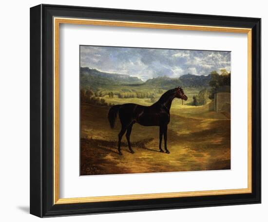 Jack Spigot, a Dark Bay Racehorse in a Paddock at Bolton Hall-John Frederick Herring I-Framed Giclee Print