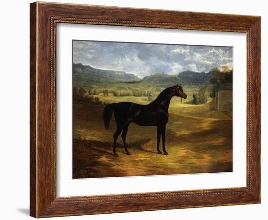 Jack Spigot, a Dark Bay Racehorse in a Paddock at Bolton Hall-John Frederick Herring I-Framed Giclee Print