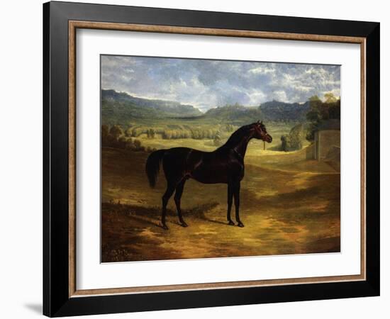 Jack Spigot, a Dark Bay Racehorse in a Paddock at Bolton Hall-John Frederick Herring I-Framed Giclee Print