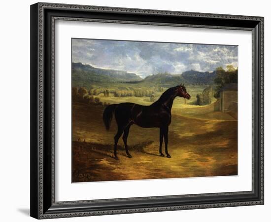 Jack Spigot, a Dark Bay Racehorse in a Paddock at Bolton Hall-John Frederick Herring I-Framed Giclee Print